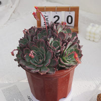 7'' Echeveria Laulensis, Rare Live Succulent Plants