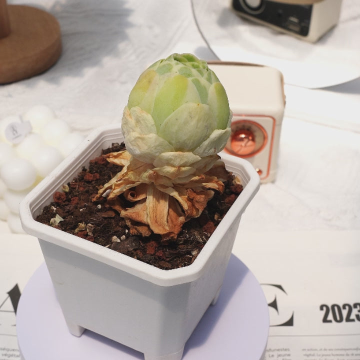 2.5'' Greenovia Aurea, Rare Live Succulent Plants – cocosucculent