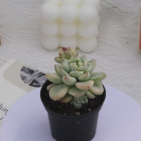 2'' Sedum Clavatum Variegated, Rare Live Succulent Plants