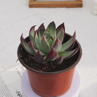 4'' Echeveria Agavoides Casio, Rare Live Succulent Plants