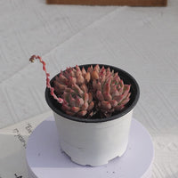 4'' Echeveria Frost Flower, Rare Live Succulent Plants