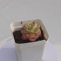 2'' Echeveria Azolla Filiculoides, Rare Live Succulent Plants