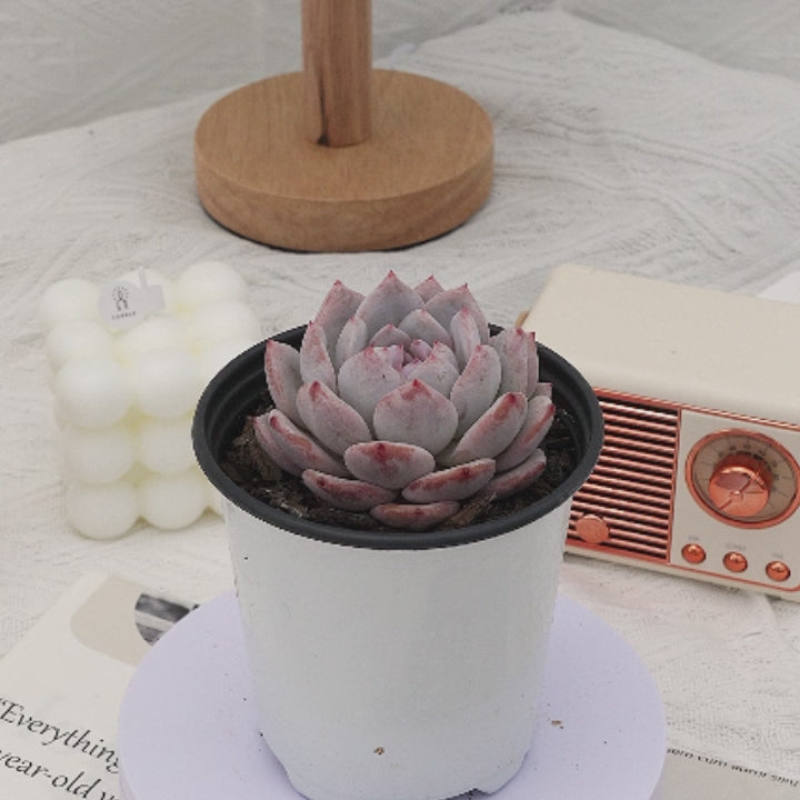 succulent snowbird 3'' Echeveria Snow Hibiscus, Rare Live Succulent Plants