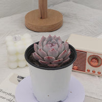 3'' Echeveria Snow Hibiscus, Rare Live Succulent Plants