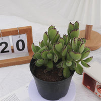 5'' Cotyledon Tomentosa, Rare Live Succulent Plants