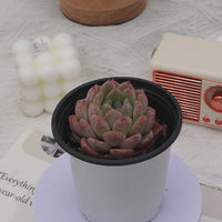 3'' Echeveria Apparition, Rare Live Succulent Plants