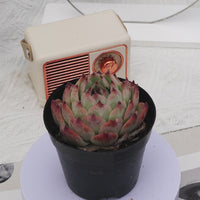 4'' Echeveria Peach, Rare Live Succulent Plants