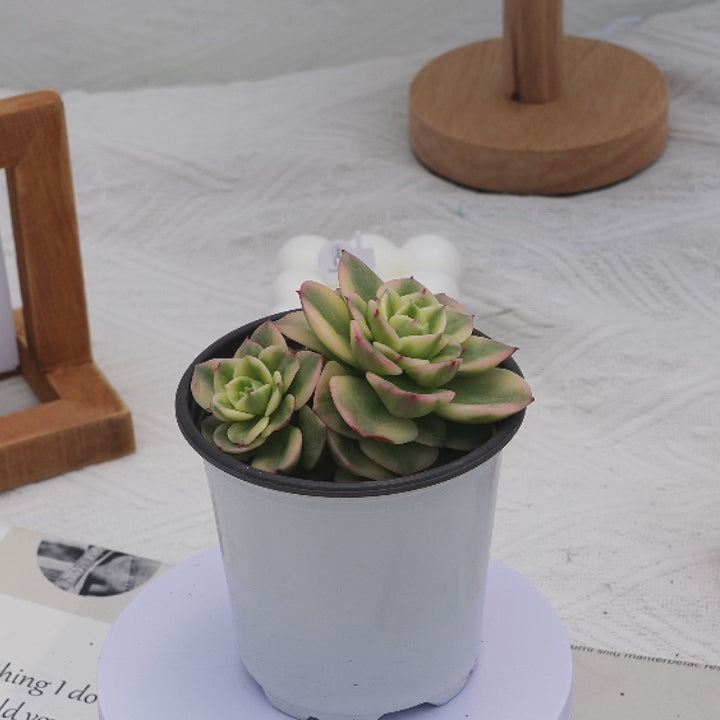 3 inch succulent plants 3'' Echeveria Rolly, Rare Live Succulent Plants – cocosucculent