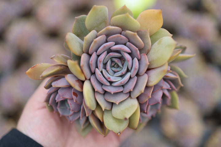 SS-Featured Rare Succulents