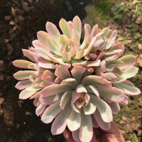 6'' Echeveria Hoveyi Variegated, Rare Live Succulent Plants