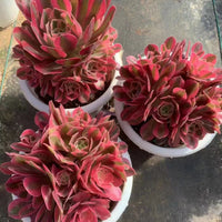 Aeonium Pink Witch,Larger Succulent,Rare Succulen,Live Succulent Plants