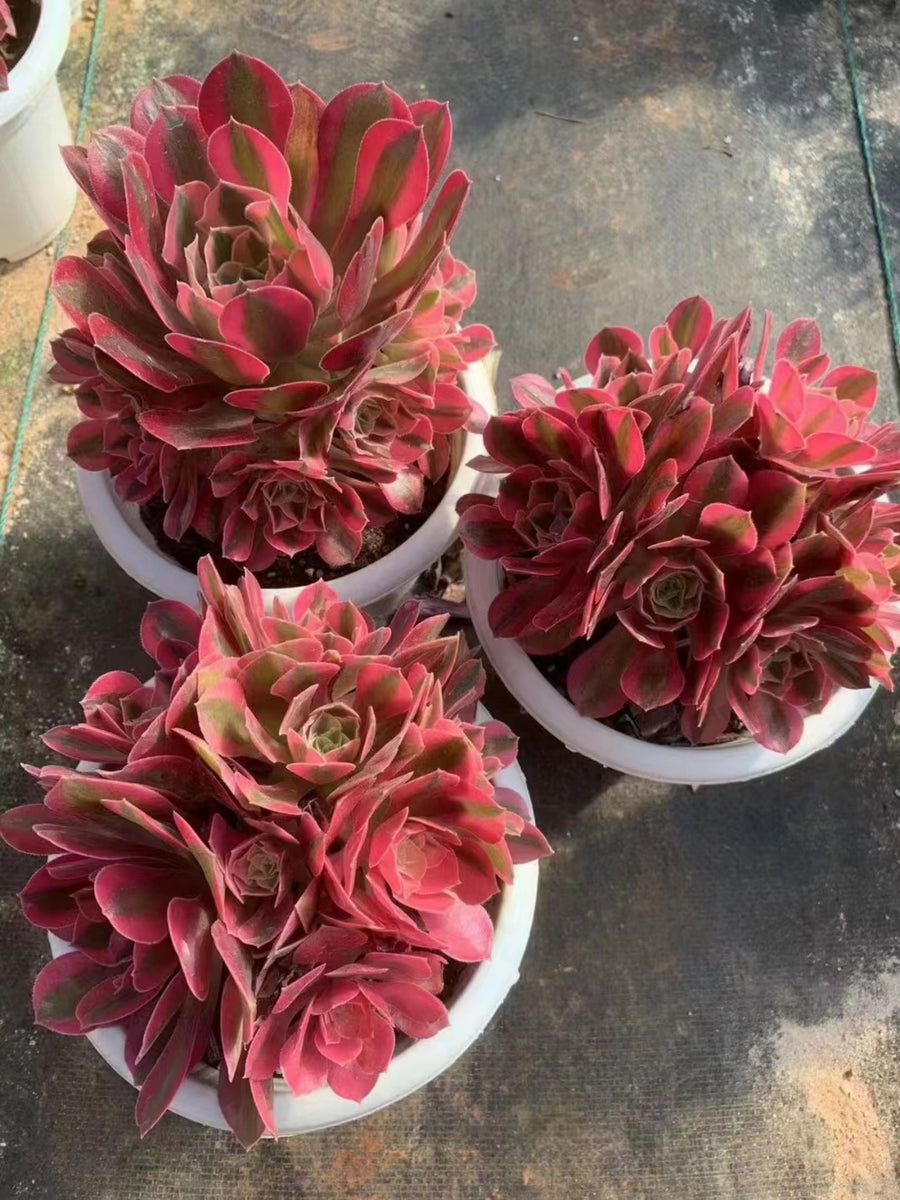 Aeonium Pink Witch,Larger Succulent,Rare Succulen,Live Succulent Plants