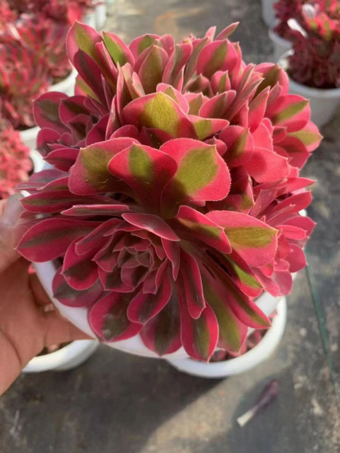 Aeonium Pink Witch,Larger Succulent,Rare Succulen,Live Succulent Plants