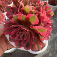 Aeonium Pink Witch,Larger Succulent,Rare Succulen,Live Succulent Plants