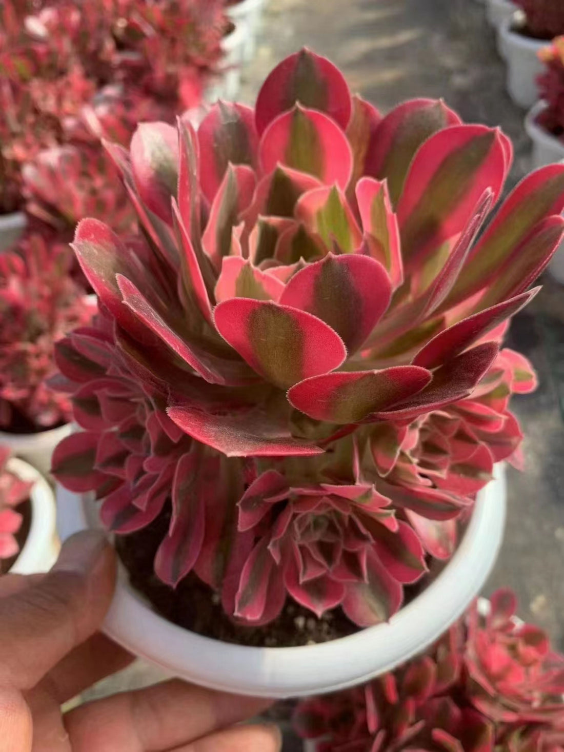 Aeonium Pink Witch,Larger Succulent,Rare Succulen,Live Succulent Plants