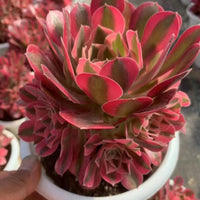 Aeonium Pink Witch,Larger Succulent,Rare Succulen,Live Succulent Plants