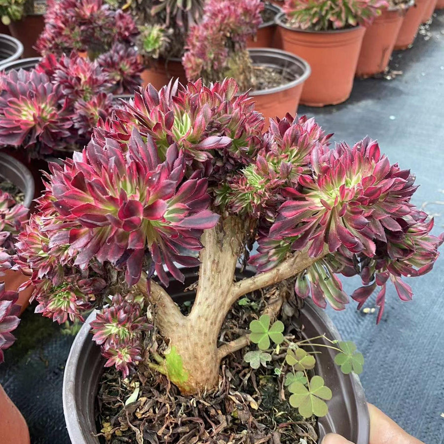 6'' Aeonium Copper Variegated Cresred, Rare Live Succulent Plants