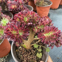 6'' Aeonium Copper Variegated Cresred, Rare Live Succulent Plants