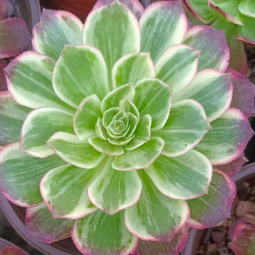 5'' Aeonium Halloween Fluorescence Variegated, Rare Live Succulent Plants