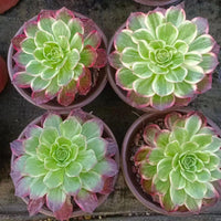 5'' Aeonium Halloween Fluorescence Variegated, Rare Live Succulent Plants