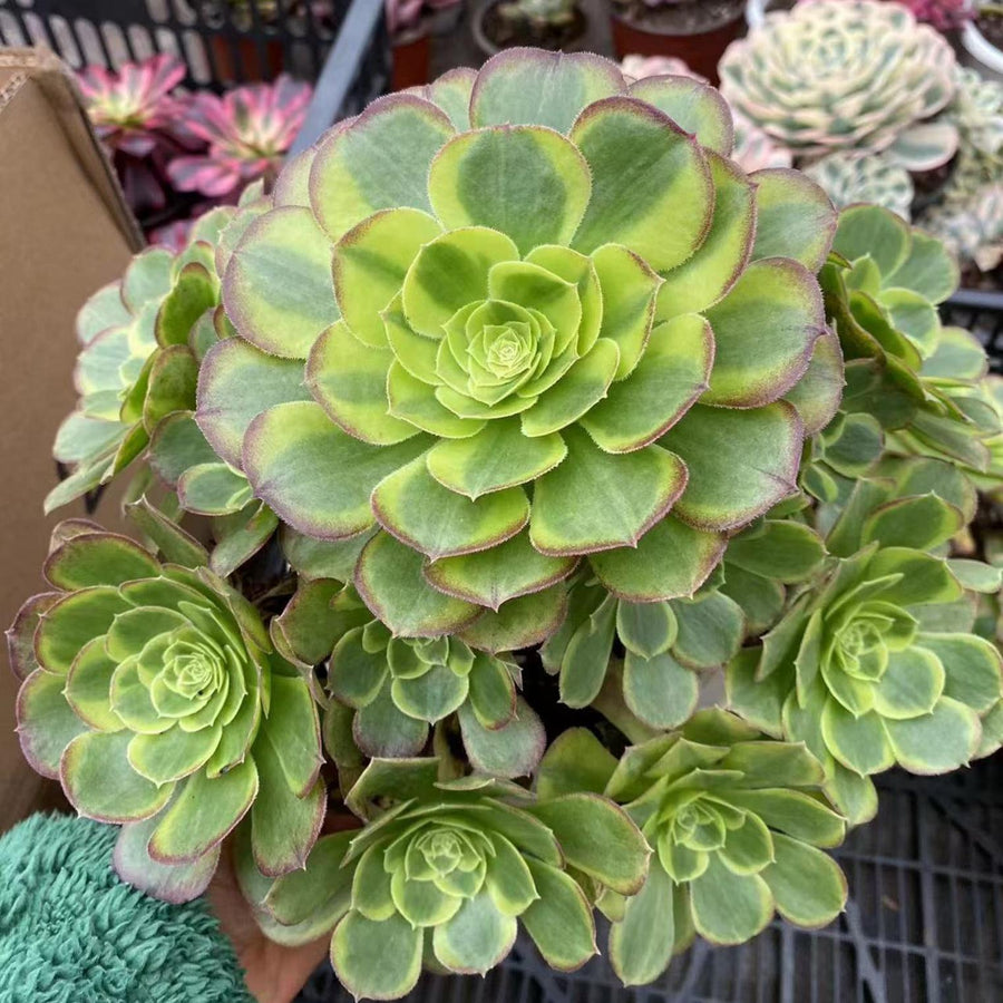 8'' Aeonium Halloween Milky White Variegated, Rare Live Succulent Plants