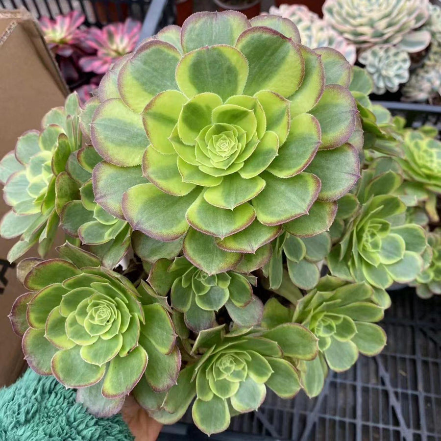 8'' Aeonium Halloween Milky White Variegated, Rare Live Succulent Plants