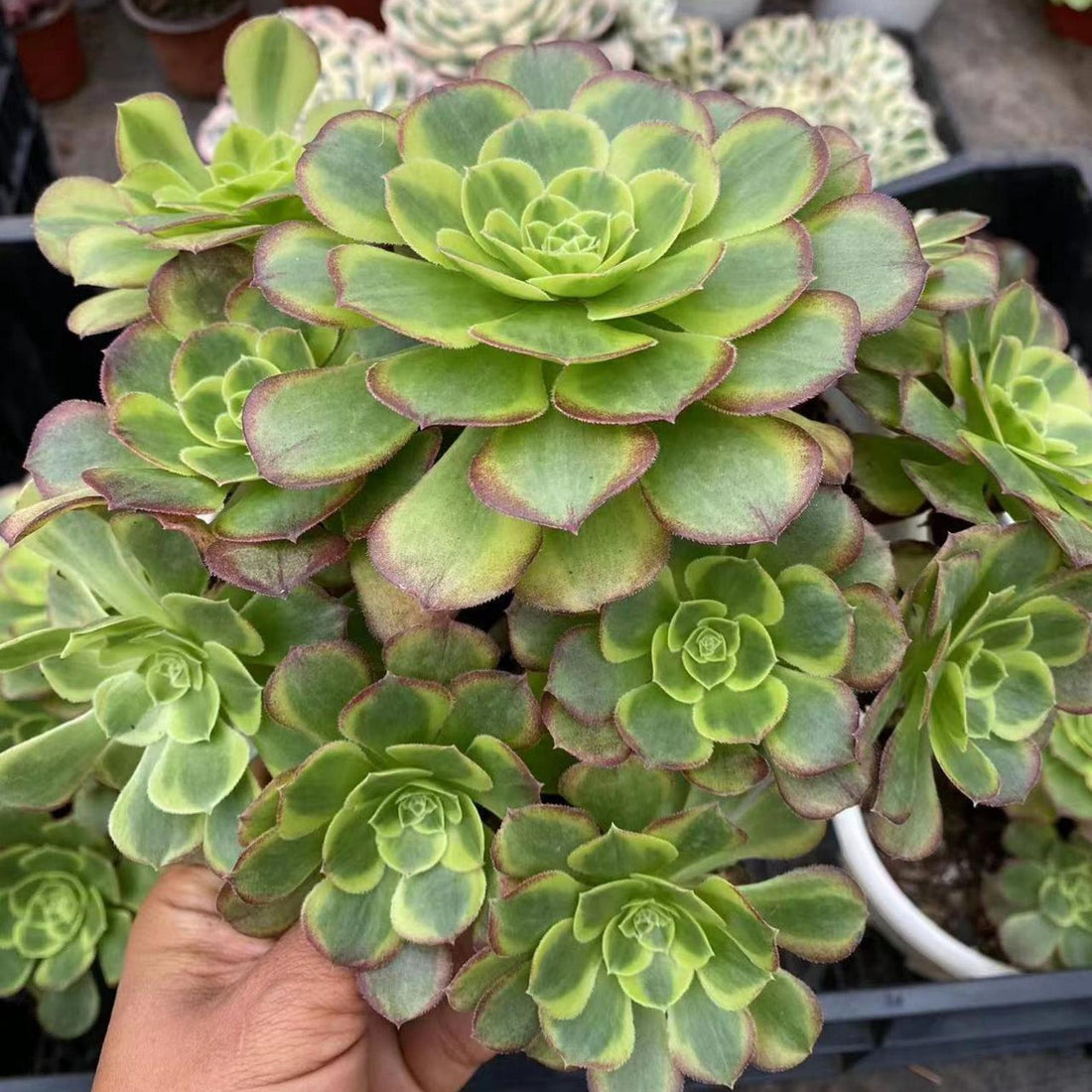 8'' Aeonium Halloween Milky White Variegated, Rare Live Succulent Plants