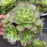 8'' Aeonium Halloween Milky White Variegated, Rare Live Succulent Plants