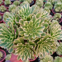 8'' Aeonium Jasper, Rare Live Succulent Plants