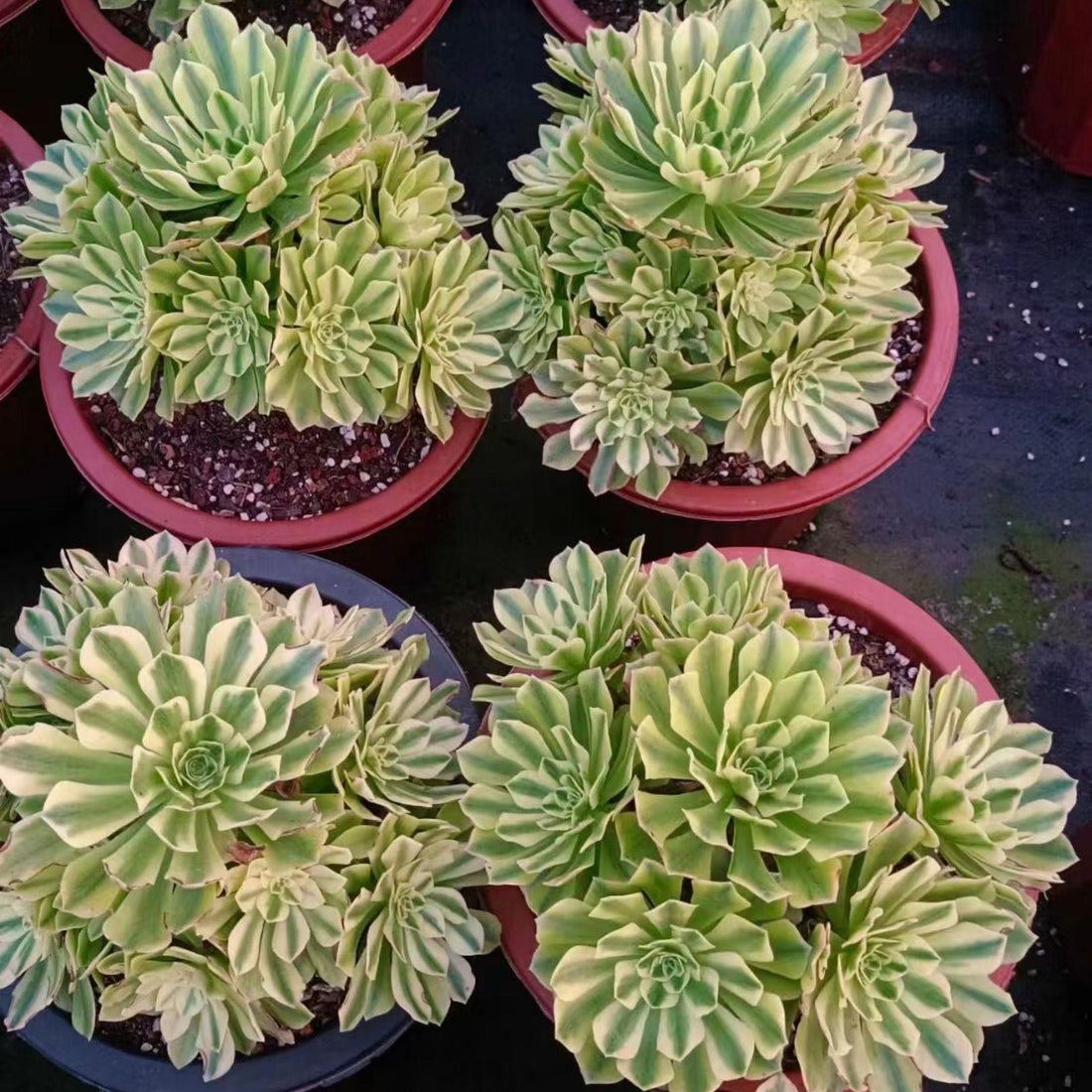 8'' Aeonium Jasper, Rare Live Succulent Plants