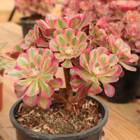 10'' Aeonium Pink Witch (Big), Rare Live Succulent Plants