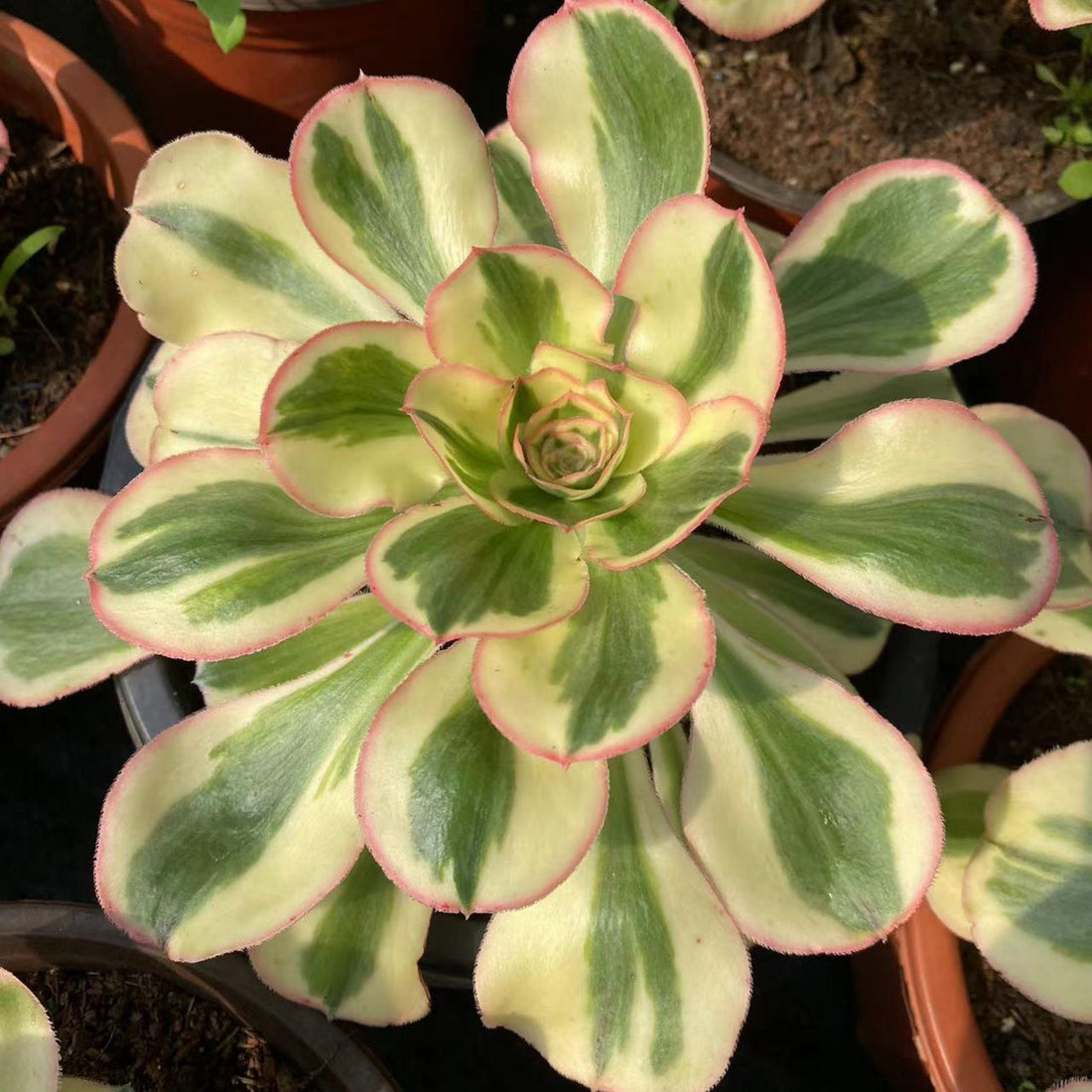 6'' Aeonium Undulatum, Rare Live Succulent Plants