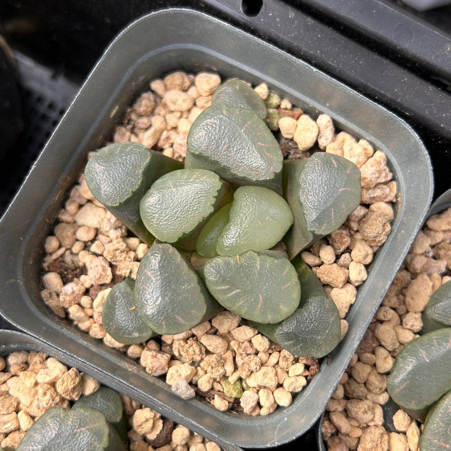 moon rock succulent 2'' Haworthia Maughanii Red Moon, Rare Live Succulent Plants – cocosucculent