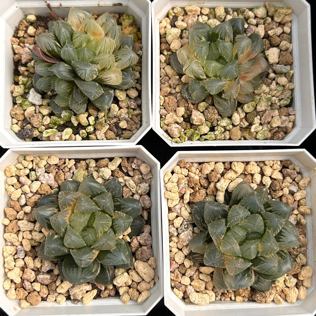fox succulent 2'' Haworthia Cooperi Flower Fox Variegated, Rare Live Succulent Plant – cocosucculent