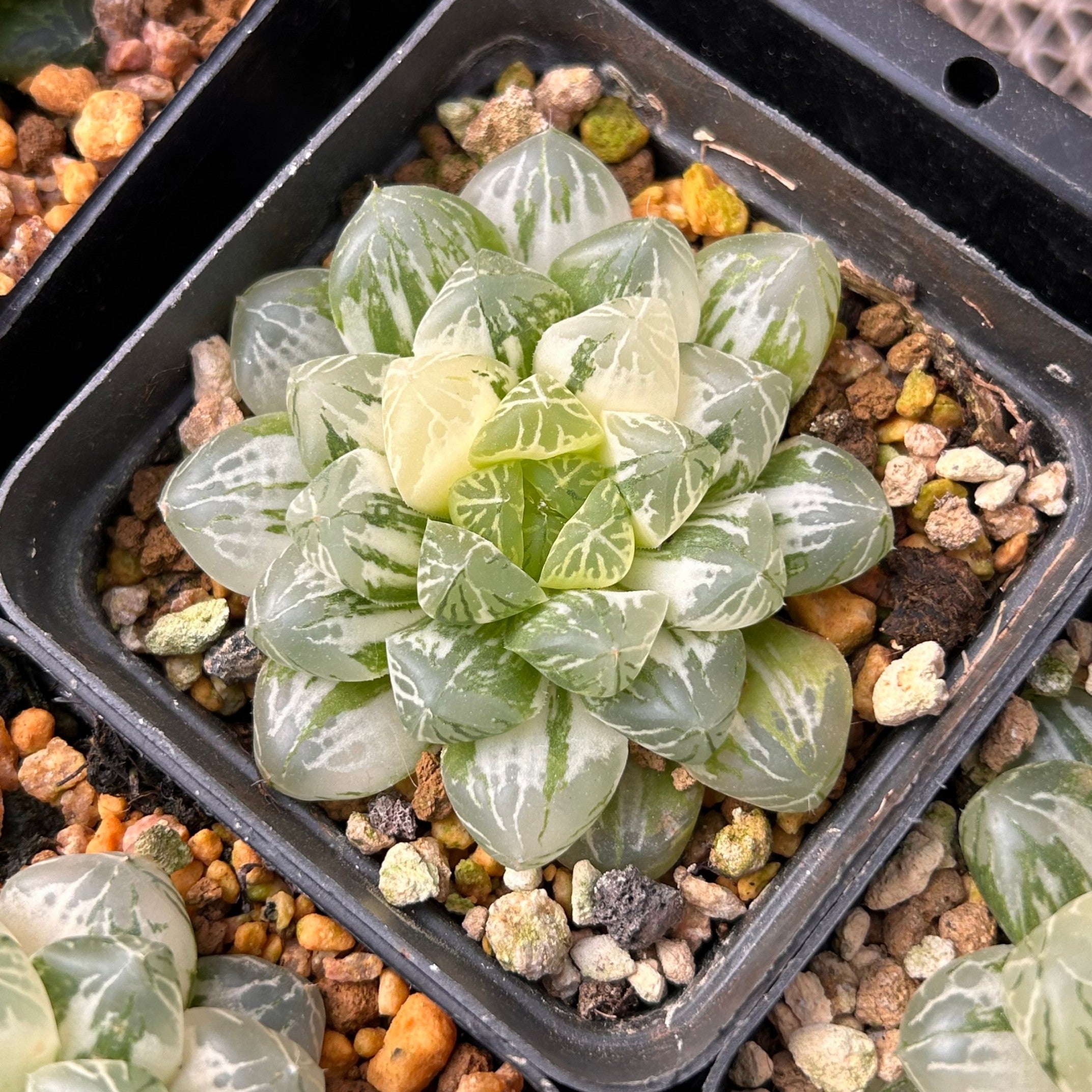 2'' Haworthia Cooperi Suzhou Variegated, Rare Live Succulent Plants ...
