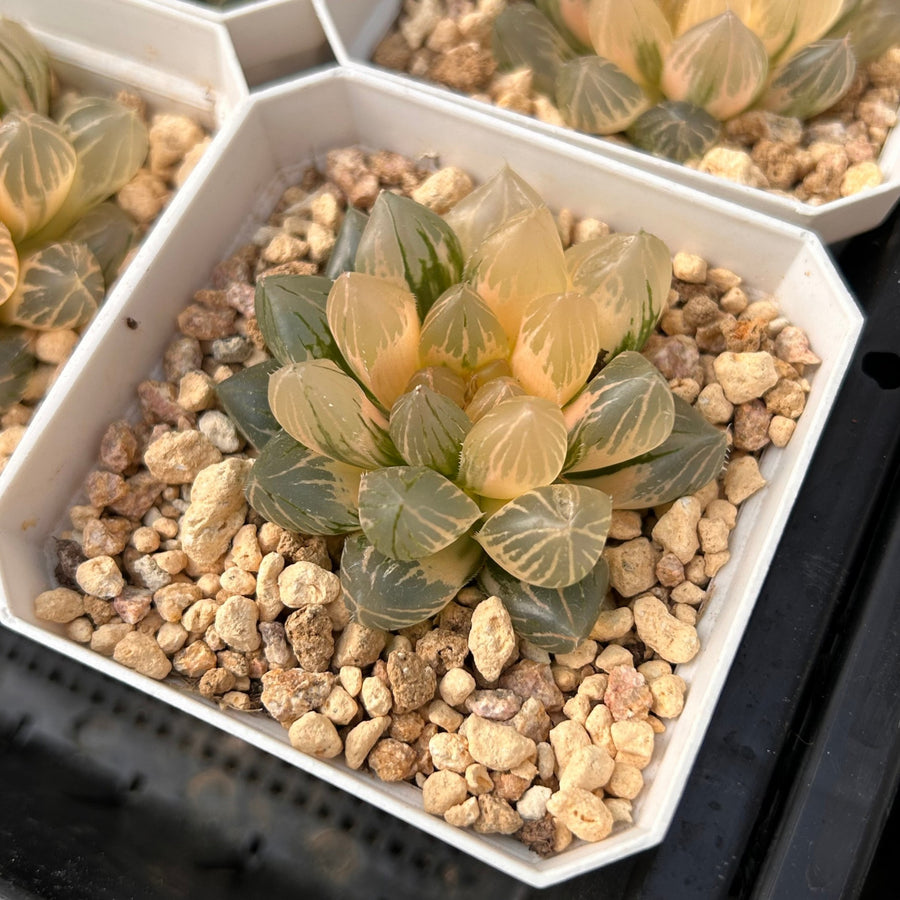 claw succulent 2'' Haworthia Dragon Claw Variegated, Rare Live Succulent Plants – cocosucculent