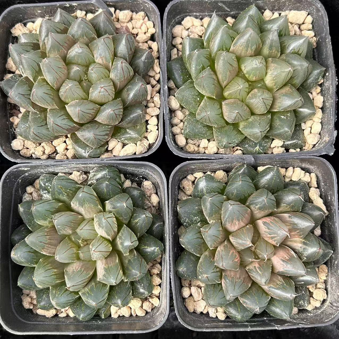 claw succulent 3'' Haworthia Dragon Claw, Rare Live Succulent Plants – cocosucculent