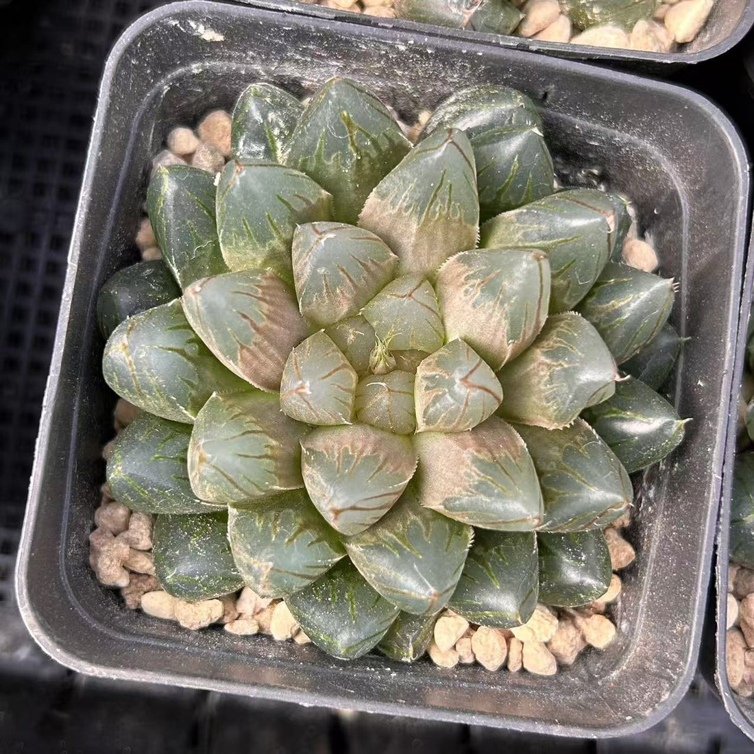 succulent dragon plant 3'' Haworthia Dragon Claw, Rare Live Succulent Plants – cocosucculent