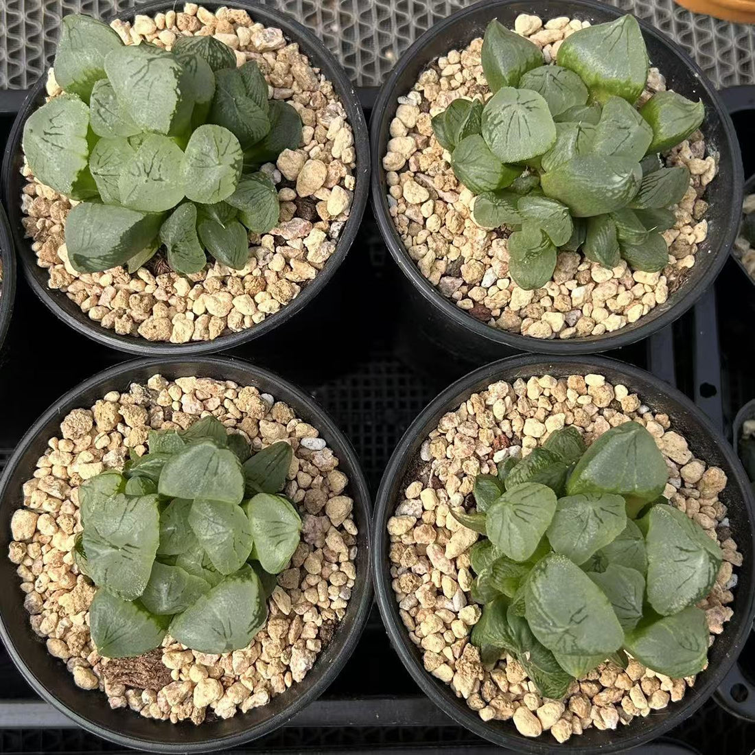 3 succulent plants 3'' Haworthia Poppy, Rare Live Succulent Plants – cocosucculent