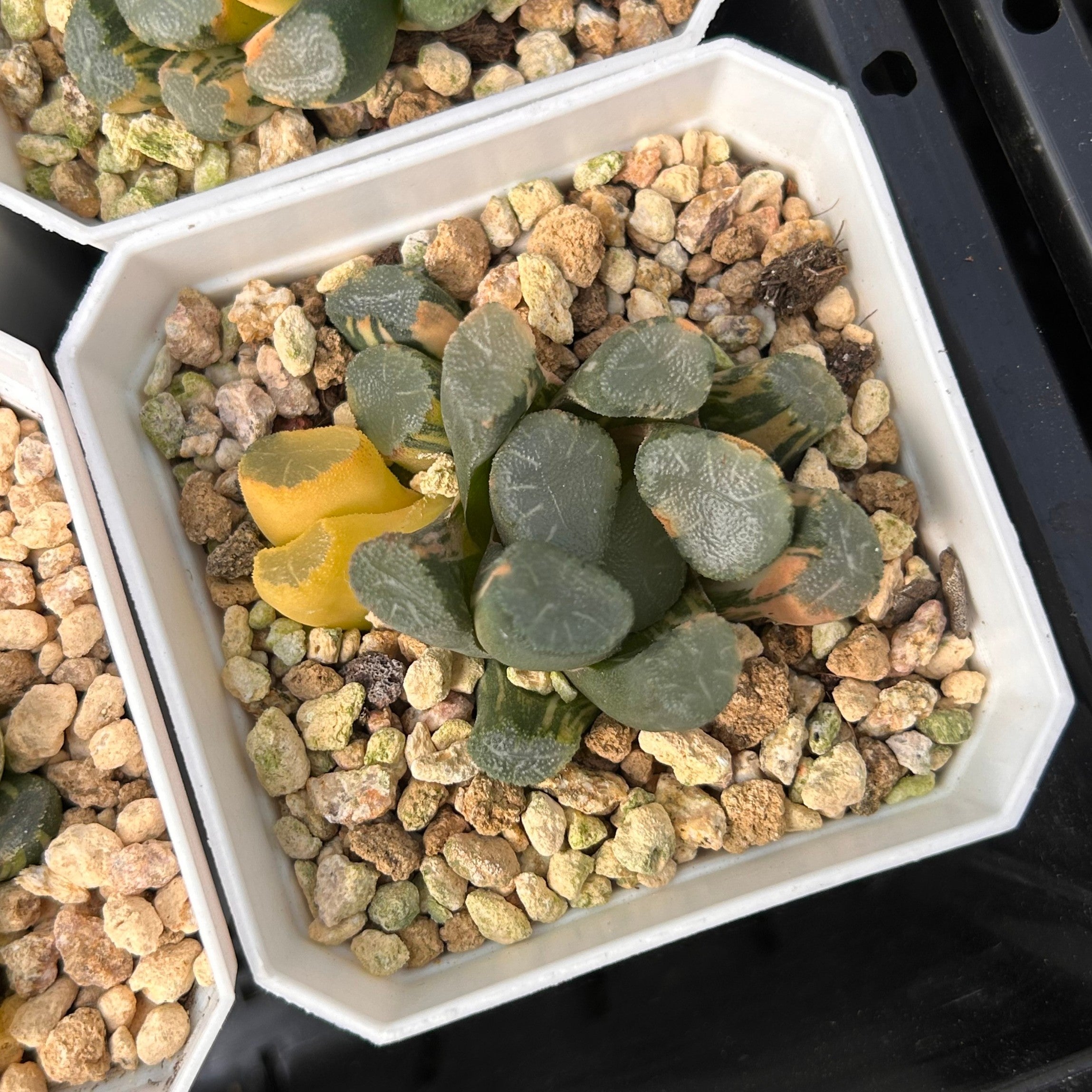 2'' Haworthia Maughanii Window Variegated, Rare Live Succulent Plants ...