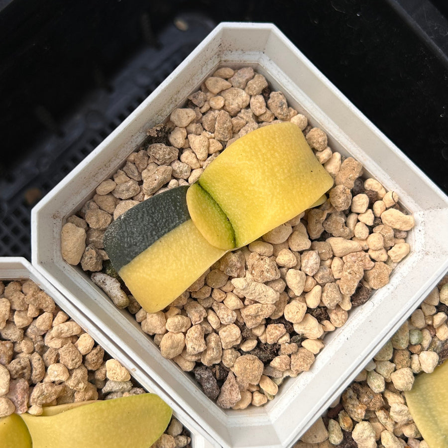succulent splitting 2'' Haworthia Cow Big Variegated, Rare Live Succulent Plants – cocosucculent