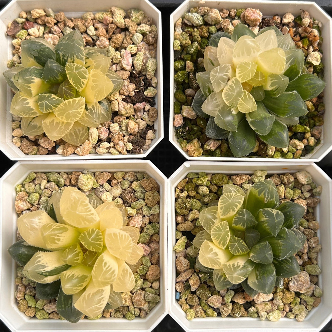 succulent price 2'' Haworthia Cooperi Erythema Variegated, Rare Live Succulent Plants – cocosucculent