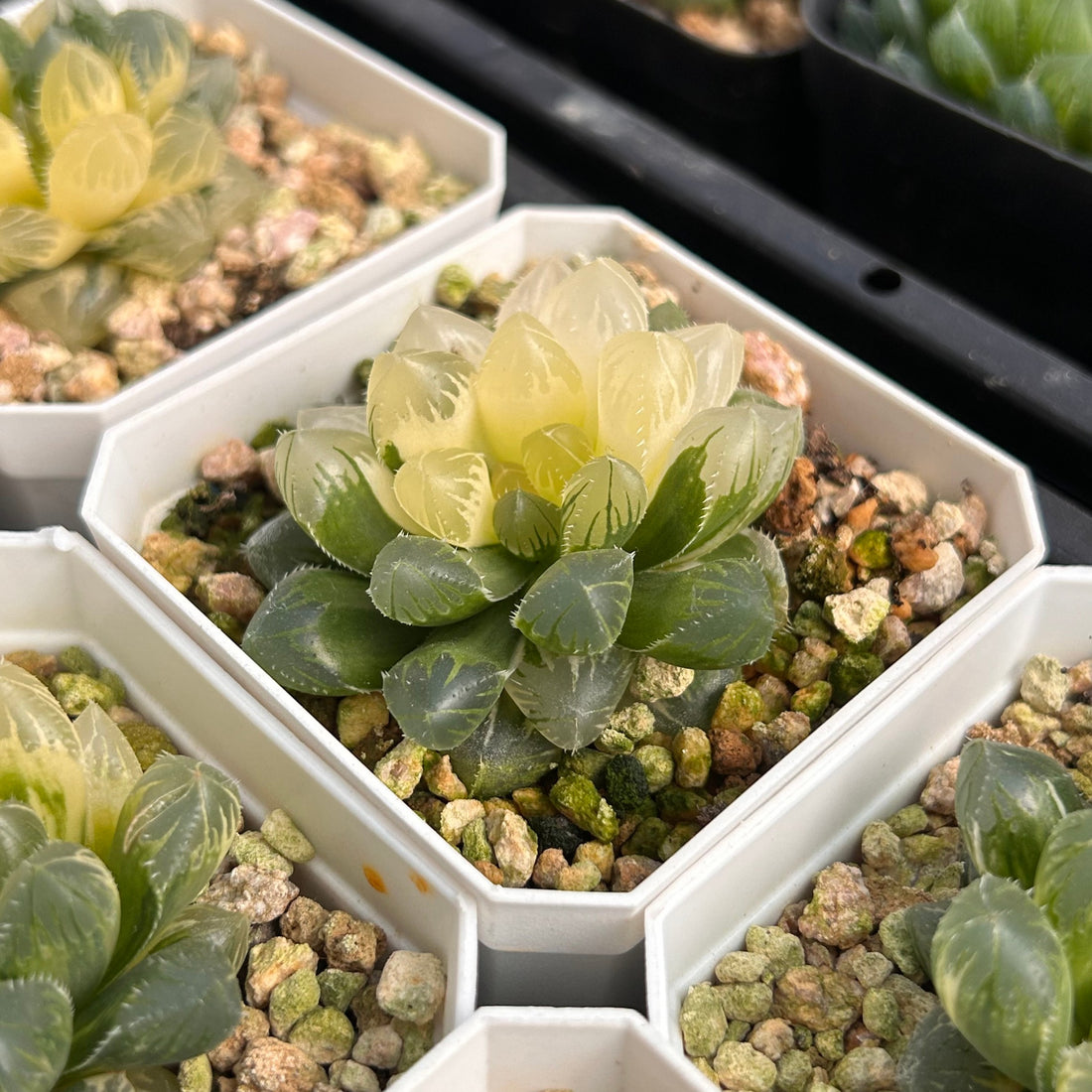 cooperi succulent 2'' Haworthia Cooperi Erythema Variegated, Rare Live Succulent Plants – cocosucculent