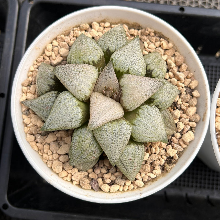 haworthia glass succulent 4'' Haworthia Picta Wine Glass Variegated, Rare Live Succulent Plants