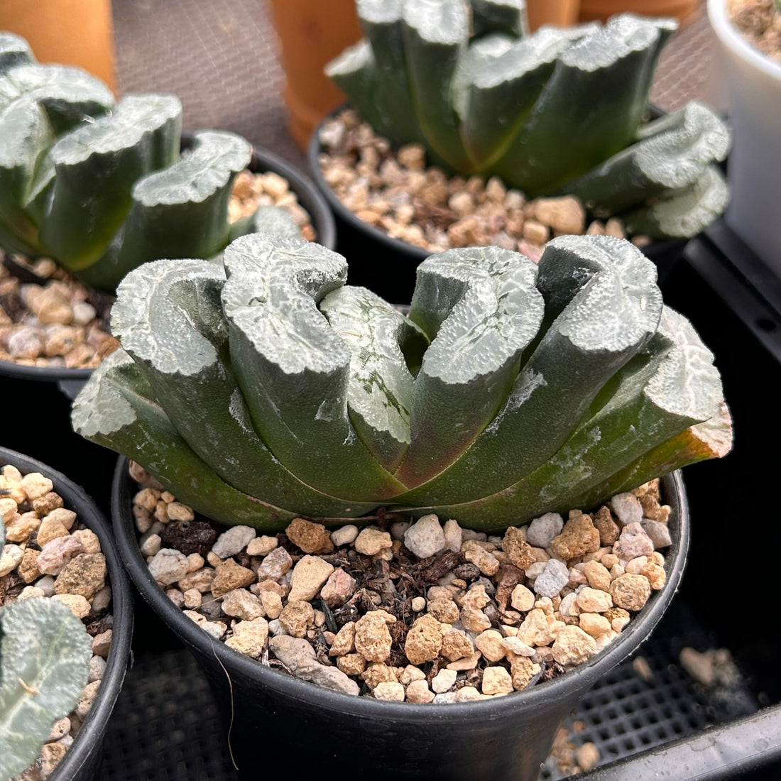 succulent rare plant 4'' Haworthia Truncata Aoi7, Rare Live Succulent Plants – cocosucculent