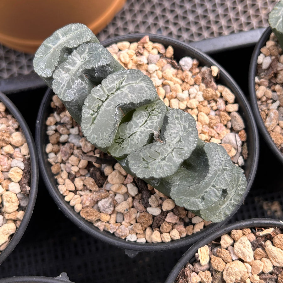 gray succulent plant 4'' Haworthia Truncata Aoi7, Rare Live Succulent Plants – cocosucculent