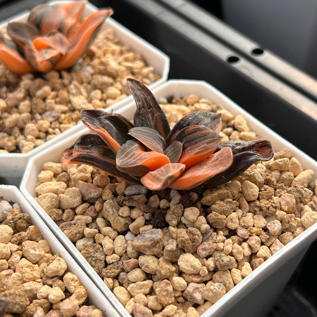 forest succulents 2'' Haworthia Pygmaea Night Forest Variegated, Rare Live Succulent Pla – cocosucculent