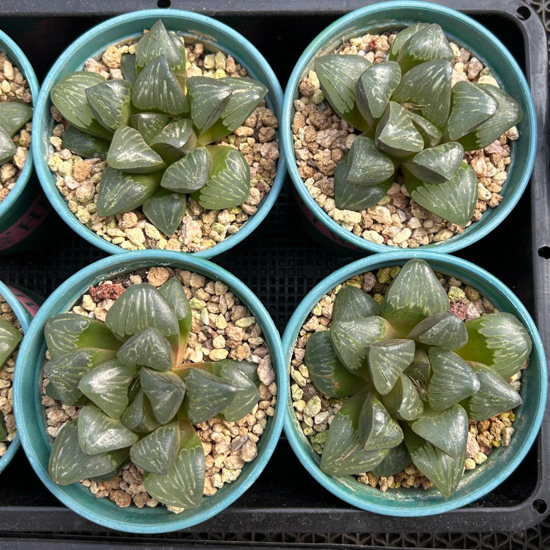 silver succulents 3'' Haworthia Silver Turtle, Rare Live Succulent Plants – cocosucculent