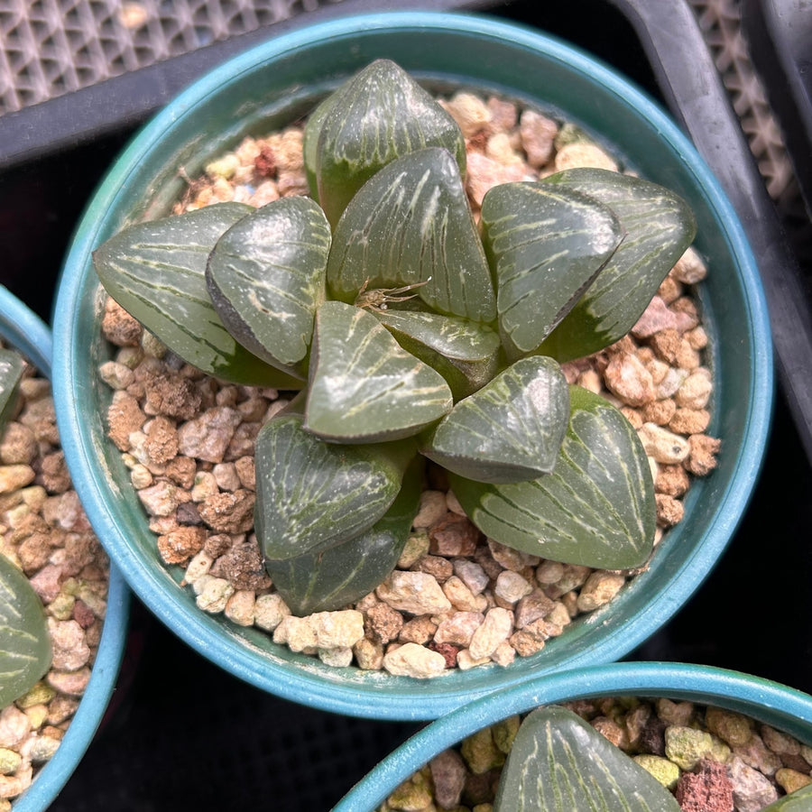 succulent turtle for sale 3'' Haworthia Silver Turtle, Rare Live Succulent Plants – cocosucculent