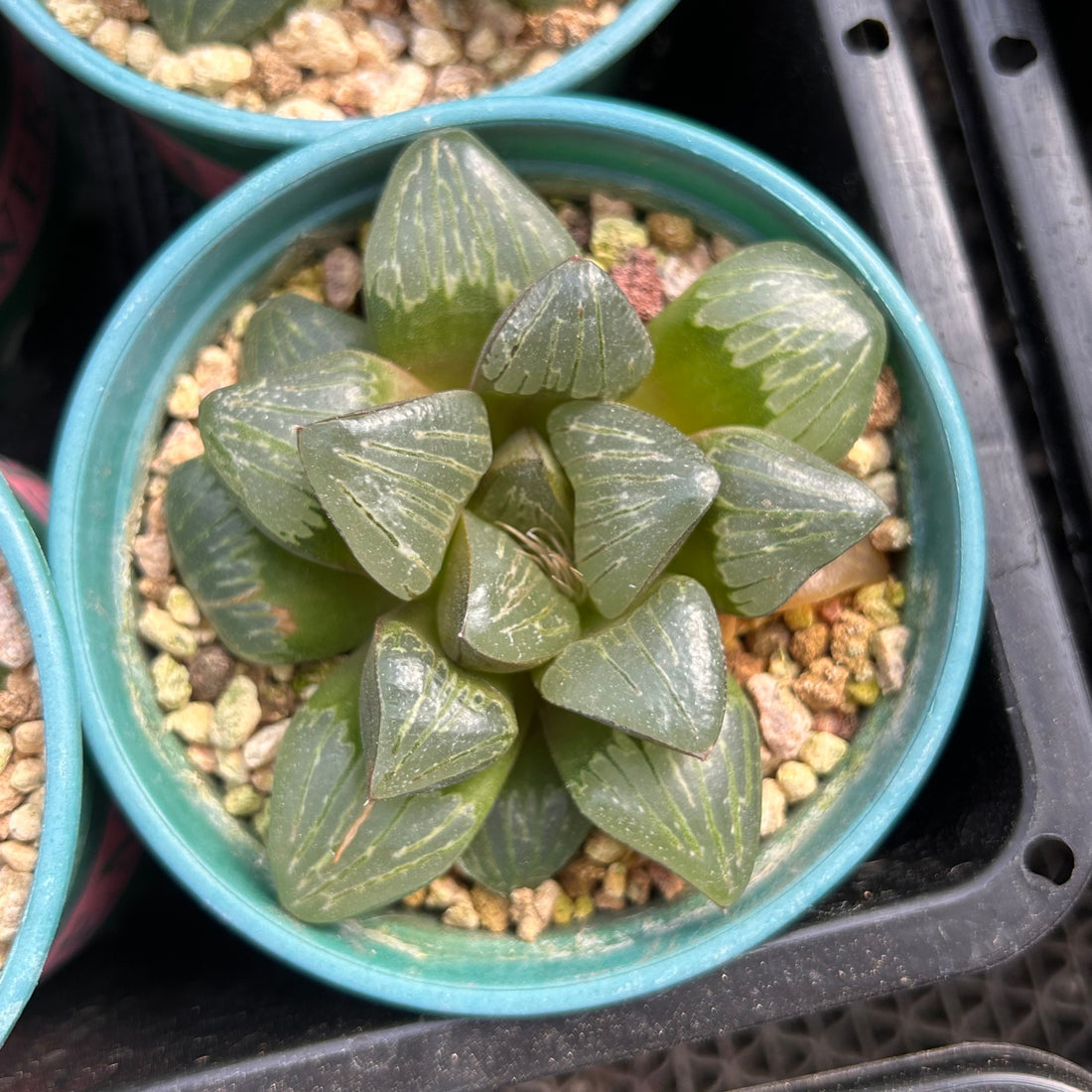 succulent silver 3'' Haworthia Silver Turtle, Rare Live Succulent Plants – cocosucculent